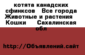 котята канадских сфинксов - Все города Животные и растения » Кошки   . Сахалинская обл.